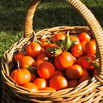 Finca Cas Sant